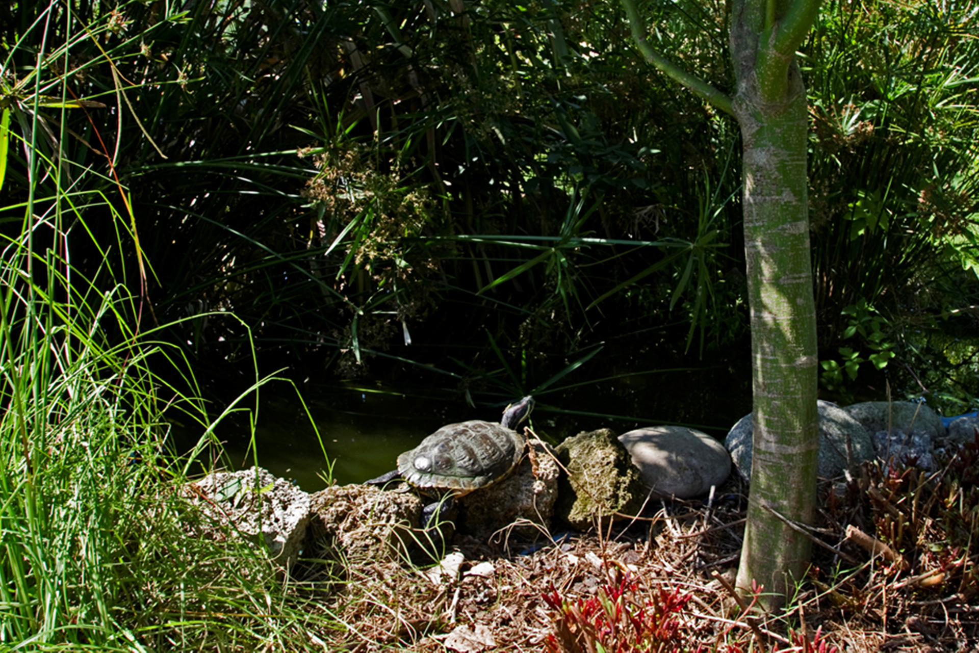 La piscina 9