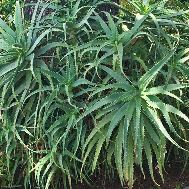 aloe