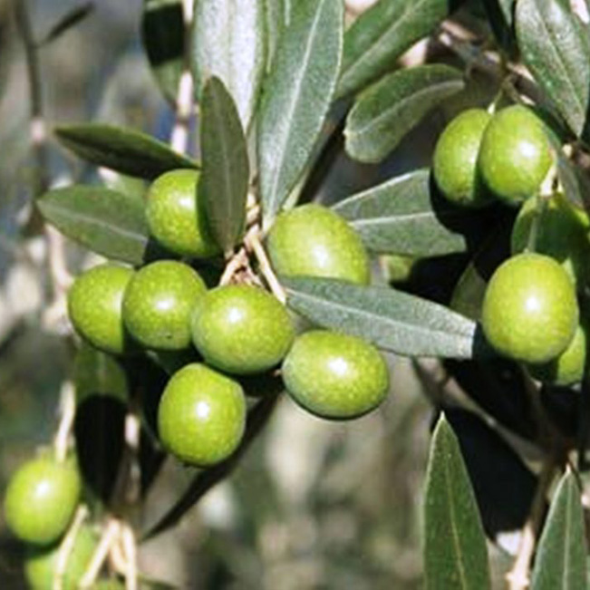 ulivi
