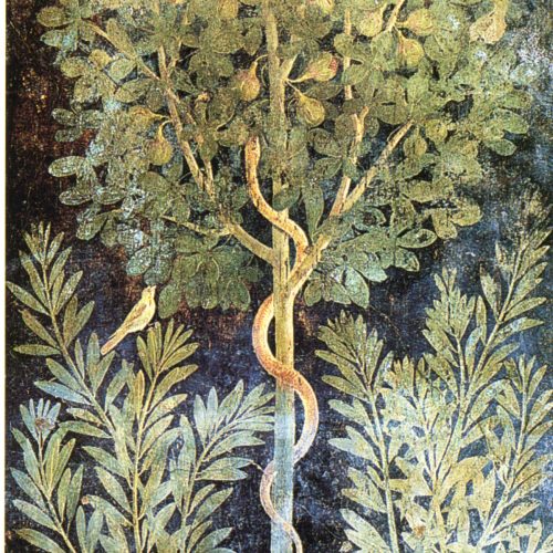 Fig tree - House of the Orchard
